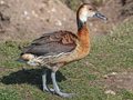 White-faced Whistling Duck x Fulvous Whistling Duck hybrid